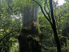 -天目山大树王景区