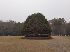 -灵谷景区
