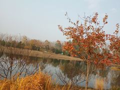 -东郊湿地公园