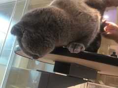 -Pets First伊珊娜洗护·精致美容·家庭式寄养(新会路店)