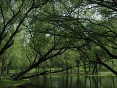 -上海共青森林公园