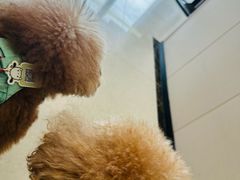 -瑞鹏宠物医院(大运分院)