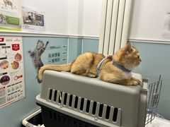 -纳吉亚猫专科动物医院·北北分院