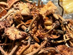-滇铺子·云南特色菜·第九届野生菌美食节(东风东路c86店)
