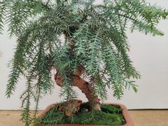 -石家庄市植物园