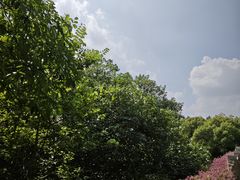 -海珠湖公园