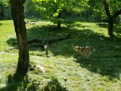 -西安秦岭野生动物园