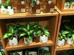 -糖朝(尖沙咀店)