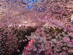 -武汉大学-樱园