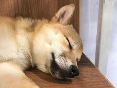 -柯斗斗主题餐厅·狗咖·围炉煮茶·茶饮(国瑞升平里店)