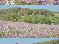 -武汉木兰草原风景区