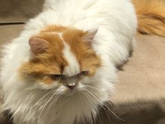 -猫和宫(六道口店)