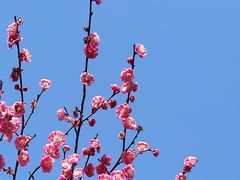 -杭州植物园