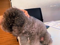 -瑞派紫金宠物医院24小时·骨科·中兽医·重症转诊中心(番禺大石院)