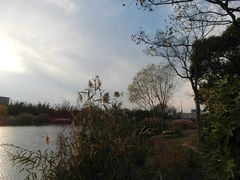 -新江湾城公园