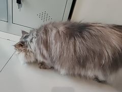 -平行世界·猫咖(首经贸店)
