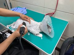 -北京观赏动物医院·24小时大型综合·猫专科·异宠专科