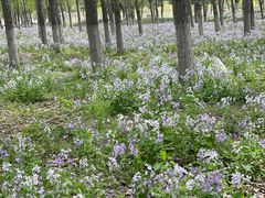 -长白岛森林公园