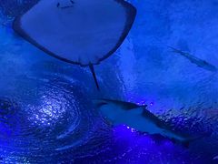 -海合安武汉极地海洋公园