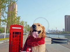 -超宠爱宠物摄影-Super pet