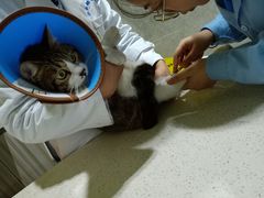 -瑞鹏瑞爱宠物医院·全科·猫科·血液透析中心(龙头寺店)