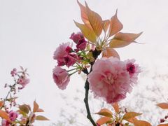 -苏州上方山国家森林公园