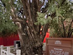 -北京市劳动人民文化宫(太庙)