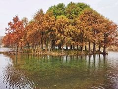 -贡湖湾湿地公园