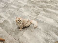 -楼上猫咖(罗湖店)
