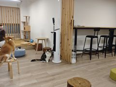 -柴迷FANS CLUB·柴犬狗咖·猫咖