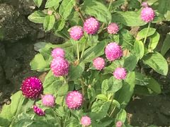 -西湖风景区-江洋畈生态公园