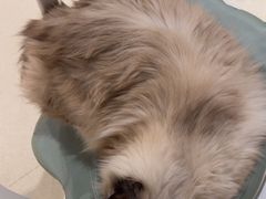 -藏猫猫咖啡主题馆(中央大道店)