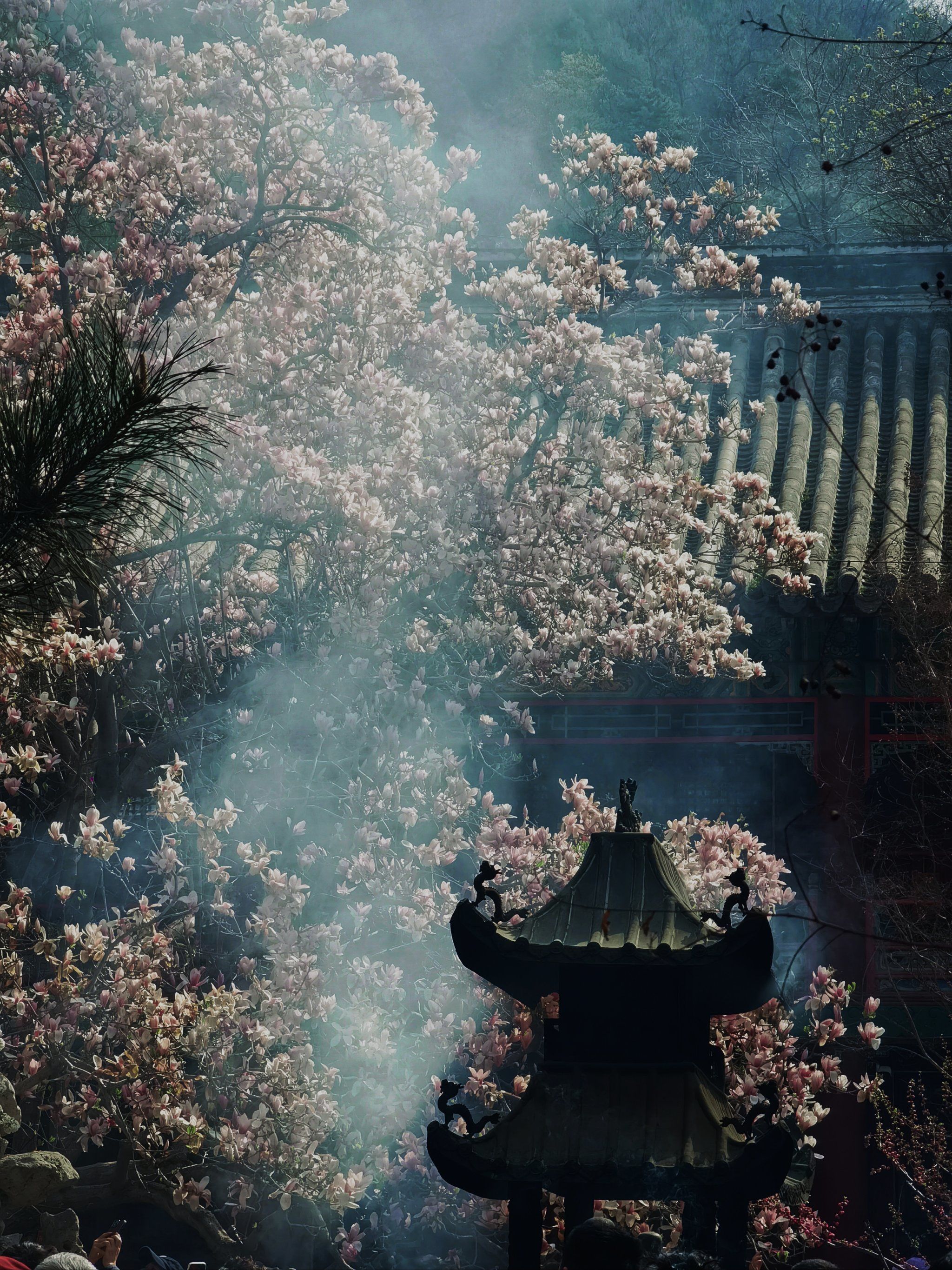 之前去戒台寺的时候想着离得挺近,但是没去,看到潭柘寺现在是玉兰花期