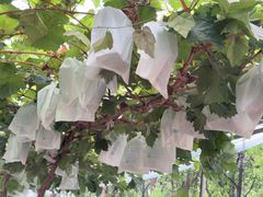 -马陆小张葡萄园农家乐