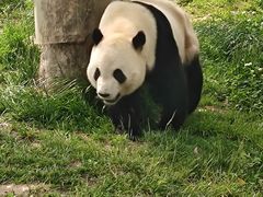 -卧龙中华大熊猫苑神树坪基地