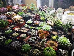 -万商花鸟市场