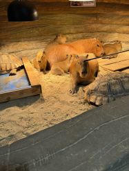 -Zoolung Zoolung动物主题公园(海信广场店)