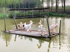-宁波杭州湾国家湿地公园