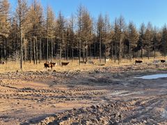 -塞罕坝国家级自然保护区