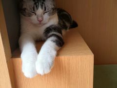 -CAT’S MEWSTAR CAFE·喵星球猫屋(晴湾咖啡店)