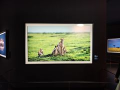 -罗红摄影艺术馆