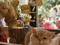 汤圆猫咪-咖法森林·咖啡  酒吧(天河店)