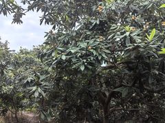 -塘栖枇杷特色园区