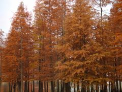 -白鹭湾湿地公园