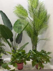 -VE专注问题肌·赛诺龙&科学美肤中心