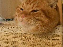 -BeauTea水仙(coco park店)