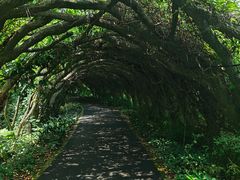 -广西壮族自治区药用植物园
