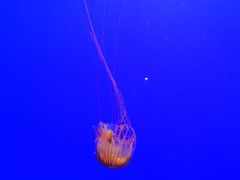 -上海海洋水族馆