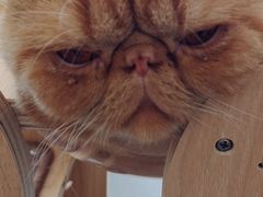 -飞行喵MR PILOT|猫舍·猫咖(静安大融城店)