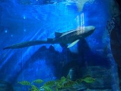 -烟台海昌鲸鲨海洋公园